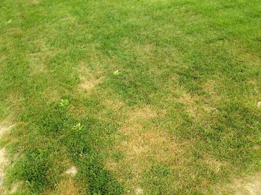 Pelouse jaune que faire