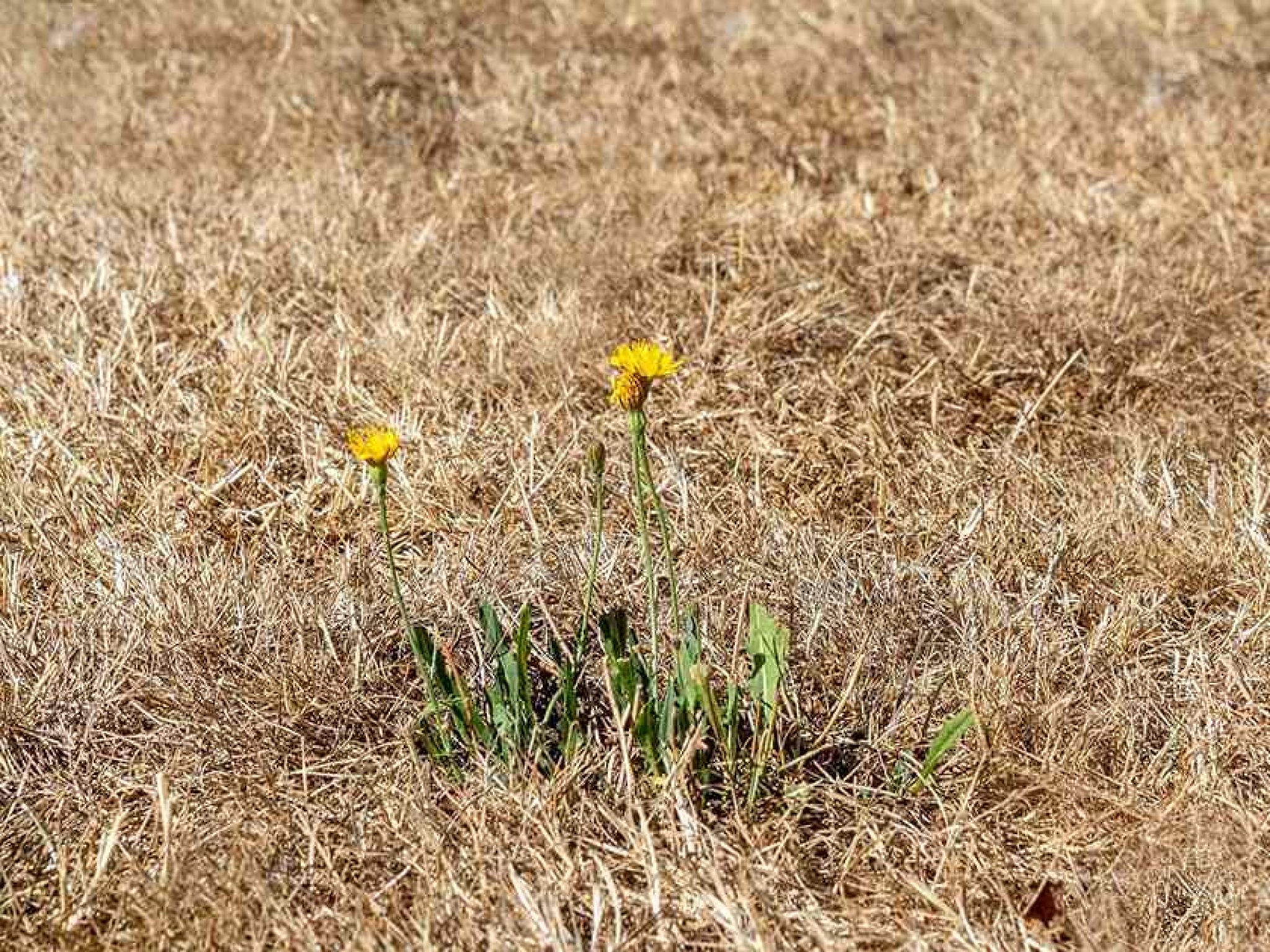 Pelouse jaune que faire