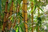 Comment maîtriser la plantation de bambous dans son jardin